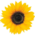 Sunflower Guides